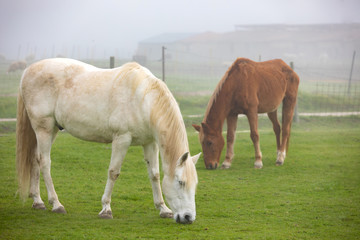 Horses grazing in a foggy day