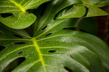 Obraz premium Close up of a tropical Monstera leaf with rain drops