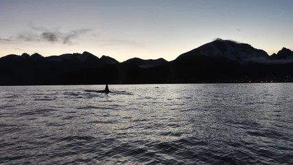 orcas and humpback whales hunting for herrings in the fjords of Norway in winter