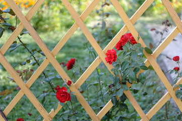 wooden lattice with red roses in the garden