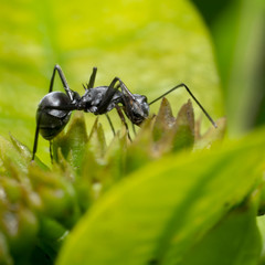 Black Spiky ant crawling/walking on a green leafy plant moving upwards, side view