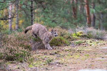 Cougar (Puma concolor), also commonly known as the mountain lion, puma, panther, or catamount. is the greatest of any large wild terrestrial mammal in the western hemisphere.