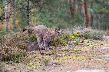 Cougar (Puma concolor), also commonly known as the mountain lion, puma, panther, or catamount. is the greatest of any large wild terrestrial mammal in the western hemisphere.