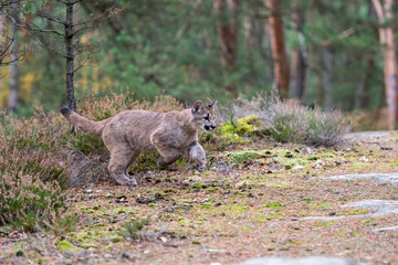 Cougar (Puma concolor), also commonly known as the mountain lion, puma, panther, or catamount. is the greatest of any large wild terrestrial mammal in the western hemisphere.