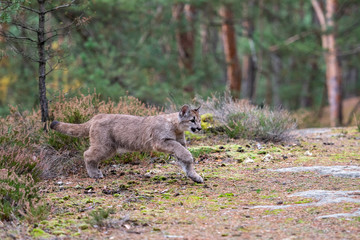 Cougar (Puma concolor), also commonly known as the mountain lion, puma, panther, or catamount. is the greatest of any large wild terrestrial mammal in the western hemisphere.