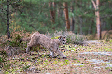 Cougar (Puma concolor), also commonly known as the mountain lion, puma, panther, or catamount. is the greatest of any large wild terrestrial mammal in the western hemisphere.