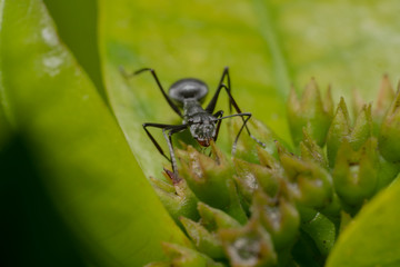 Black Spiky ant sitting on a green leafy plant moving straight to the camera