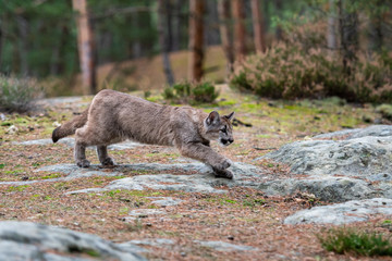 Naklejka na ściany i meble Cougar (Puma concolor), also commonly known as the mountain lion, puma, panther, or catamount. is the greatest of any large wild terrestrial mammal in the western hemisphere.