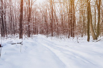 Winter forest, sunset between the trees, evening scene, frost, Christmas mood.