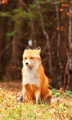Beautiful fox in the forest. The autumn.