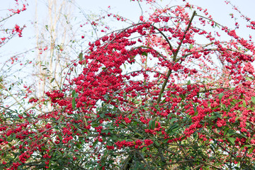 Close up tree with deep red berries. Romantic feeling.