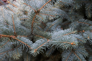Naklejka na ściany i meble Spruce tree close-up