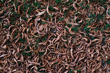 Faded chestnut leaves on the ground. Autumn foliage background. 