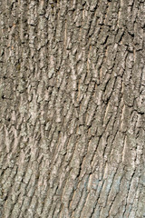 Detail of bark of old tree, texture, close up image of brown tree trunk, sunny day.