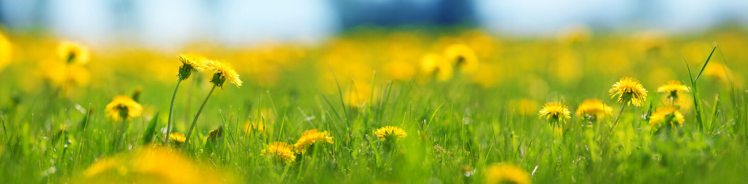 Fototapeta Pole z mleczami. Zbliżenie żółci wiosna kwiaty