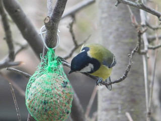 uccellino in inverno