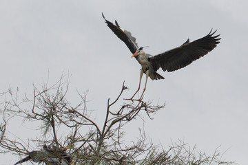 airone cenerino atterraggio
