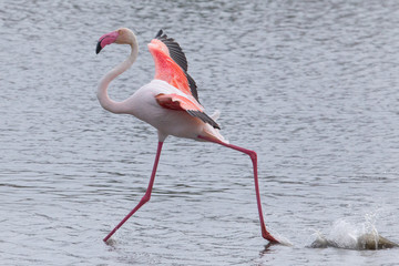 fenicottero in corsa