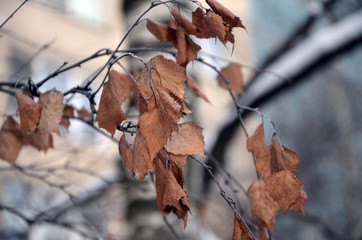 Tree in winter