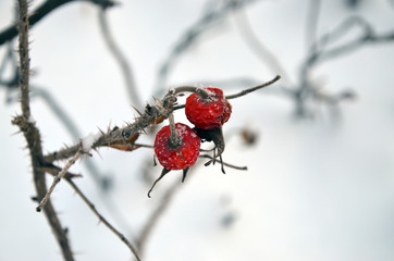 Rosehips in the snow