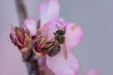 Bee (apis mellifera) pollinating almond flowers (prunus dulcis) close view