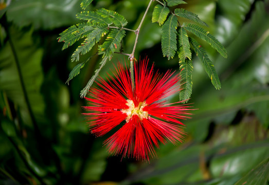 Flor roja llamada Calliandra tweediei (borla de obispo, plumerillo rojo, arbusto de la llama, zucar&aacute;) Inga Plumosa