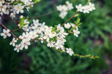 Flowering tree branches in the spring garden.