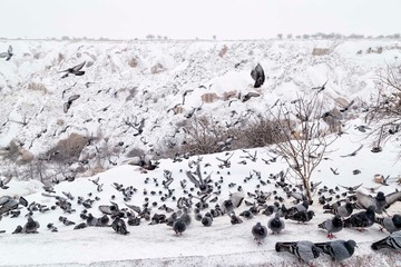 The pigeon valley in Capadoccia,Turkey. winter and travel concept .