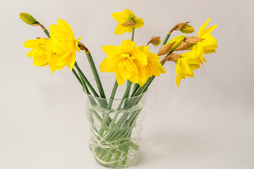 Bouquet of yellow daffodils on a white background.