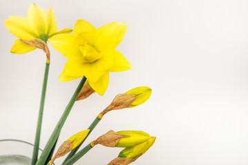 Fototapeta na wymiar Bouquet of yellow daffodils on a white background.