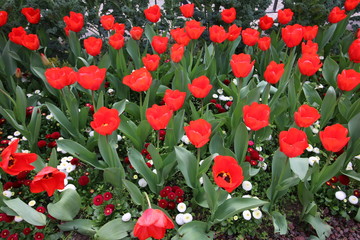 Fototapeta na wymiar Tulipes rouges