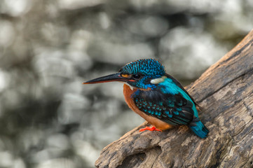Blue eared kingfisher, Alcedo meninting, Goa, India.