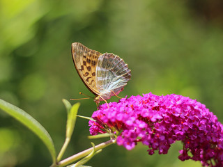 beautiful butterfly on butterfly bushes (Buddleja davidii)