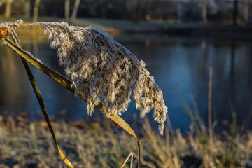 Frozen lake with dry plant in hoarfrost in the foreground, the ice surface of a pond in the Netherlands, Europe.