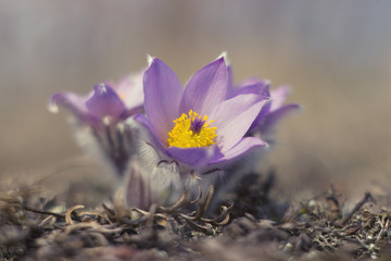 purple pasque flower blooming in the meadow