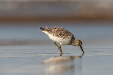 Great Knot, Calidris tenuirostris, Akshi, Alibagh, Maharashtra, India.