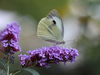 butterfly feeding on Buddleia flower (also known as Butterfly bush, orange eye and summer lilac)