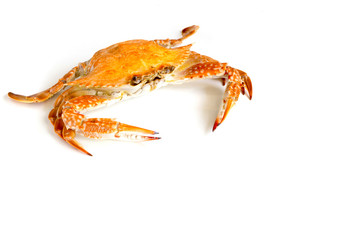 Steamed blue swimming crab, Flower crab, Blue crab (Portunus pelagicus) isolated on white background.