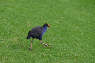 Big foot bird