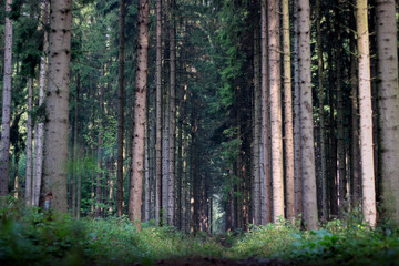 Obraz premium the path in the coniferous forest