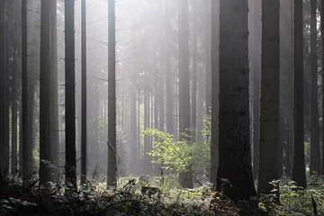 Fototapeten fog and sun in the coniferous forest © perfidni1