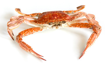 Steamed blue swimming crab, Flower crab, Blue crab (Portunus pelagicus) isolated on white background.