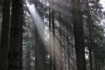 fog and sun in the coniferous forest