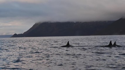 orcas and humpback whales hunting for herrings in the fjords of Norway in winter