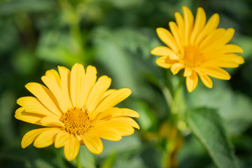 Bright yellow flower of a sunflower in the garden. 