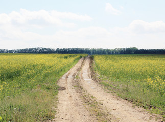 Fototapeta na wymiar the road in the flowering rapeseed field