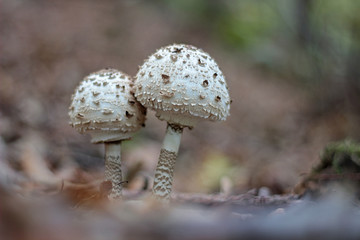 edible mushrooms growing in the forest