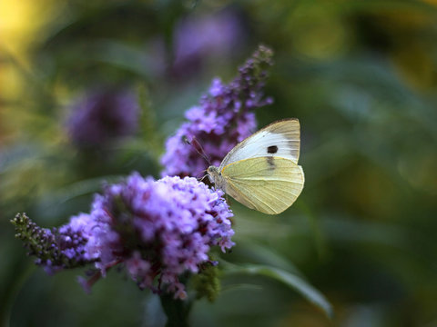 butterfly feeding on Buddleia flower (also known as Butterfly bush, orange eye and summer lilac)