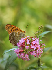 butterfly feeding on Buddleia flower (also known as Butterfly bush, orange eye and summer lilac)
