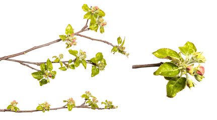 set branch of an apple tree with blossoming buds and leaves. on a white background.  isolate